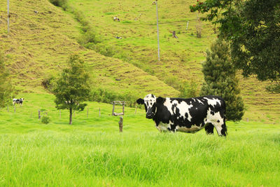 Cows grazing on grassy field