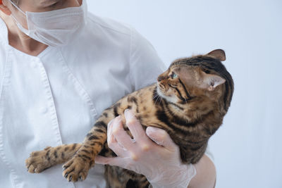 Midsection of veterinarian examining cat