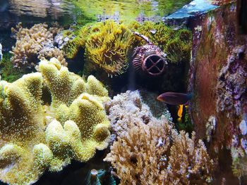 View of fish swimming in sea