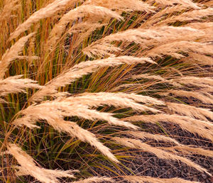 Full frame shot of corn field