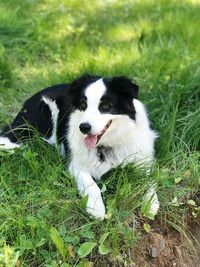 High angle view of dog on field