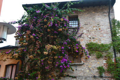 Low angle view of flower tree against built structure