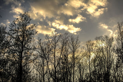 Low angle view of silhouette bare trees against sky