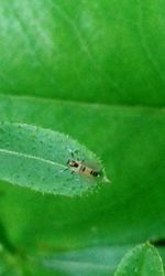 Macro shot of insect on leaf