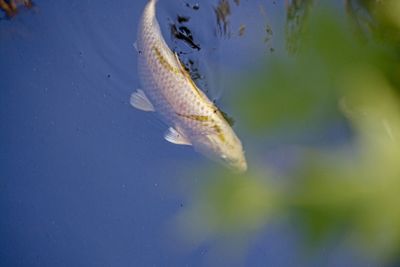 Japanese carp in a pond