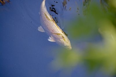 Close-up of fish swimming in sea