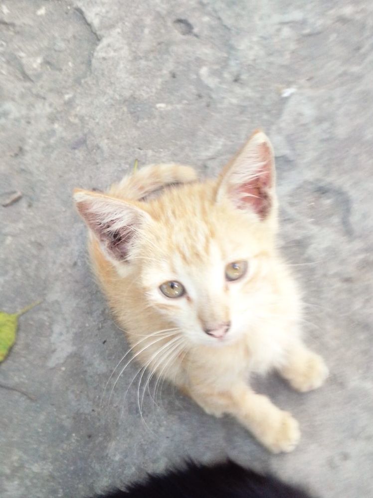 domestic cat, pets, animal themes, domestic animals, one animal, cat, mammal, feline, looking at camera, portrait, whisker, high angle view, relaxation, close-up, sitting, animal head, kitten, no people, alertness, carnivora