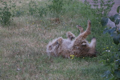 Sheep relaxing on field
