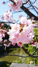 Close-up of pink cherry blossoms in spring