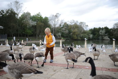 Little blond boy in yellow jacket feed goose by the lake. birds near the lake