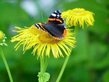 Close-up of butterfly pollinating on yellow flower