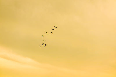 Low angle view of birds flying in sky