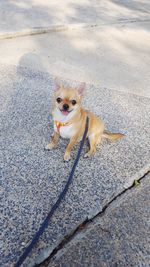 High angle portrait of dog on rock in city