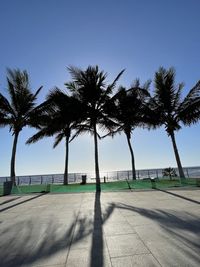 Palm trees on footpath against clear sky