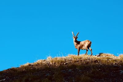 Deer standing on field against clear blue sky