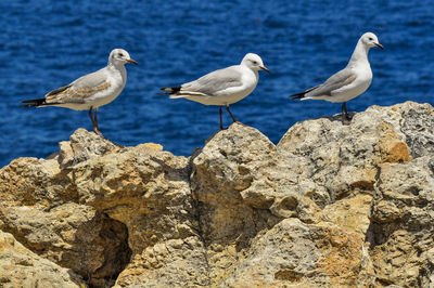 Seagulls perching on rock