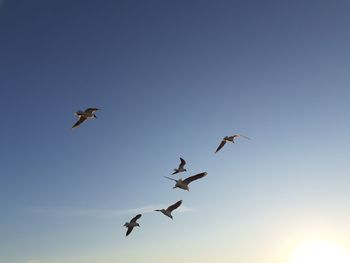 Low angle view of seagulls flying against clear sky