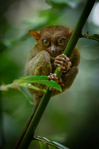 Close-up of a squirrel