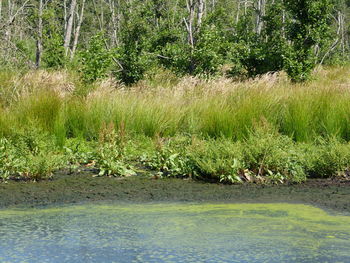 Scenic view of lake in forest