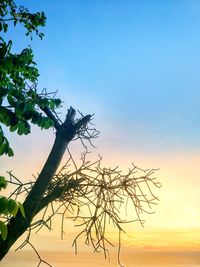 Low angle view of silhouette tree against sky during sunset