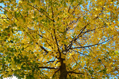 Low angle view of tree in autumn