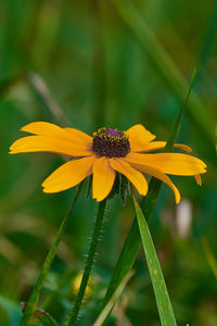 Close-up of yellow flower on field