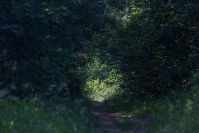 Plants and trees