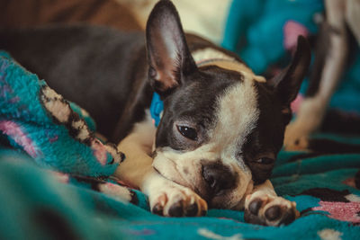 Close-up portrait of a dog resting at home