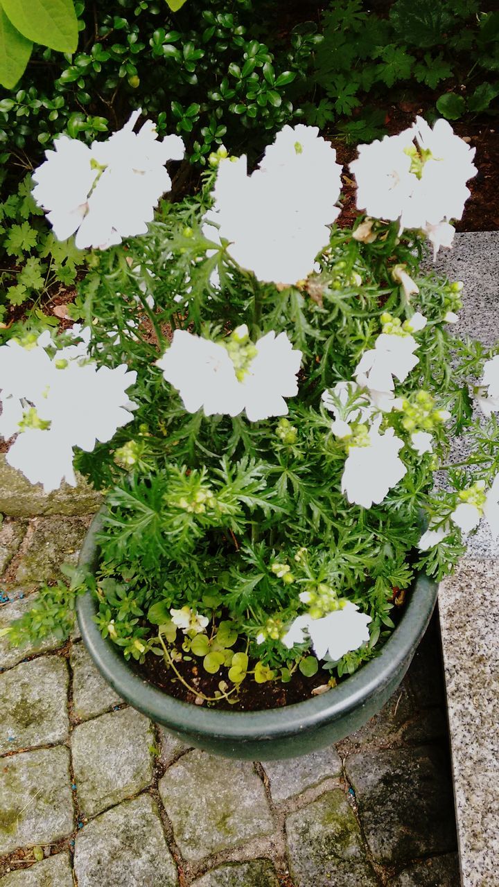 flower, growth, plant, leaf, freshness, potted plant, fragility, nature, petal, wall - building feature, white color, growing, beauty in nature, blooming, in bloom, flower pot, green color, stem, close-up, blossom