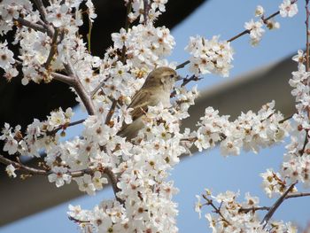 Cherry blossoms in spring