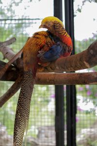 Close-up of parrot perching on tree