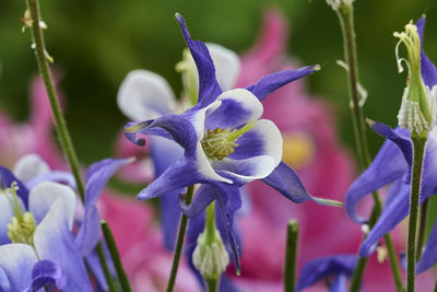 Aquilegia flower in bloom in the garden