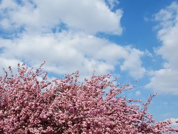 Low angle view of cherry blossom tree against sky