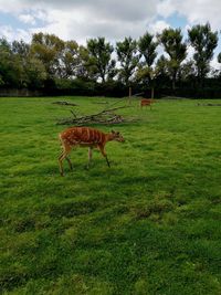 Horse grazing on field against sky