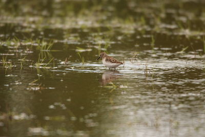 Bird swimming in lake