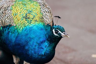 Close-up of a peacock