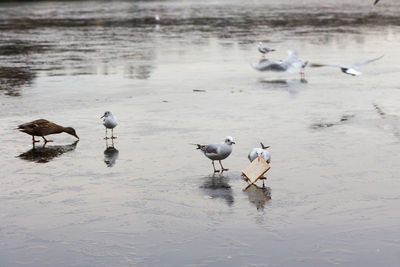 Ducks in a frozen lake in the winter 