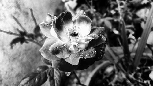 Close-up of flower