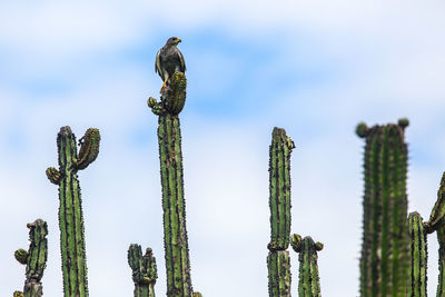 Low angle view of birds perching on cactus against sky