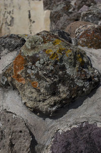 Close-up of lichen on rock