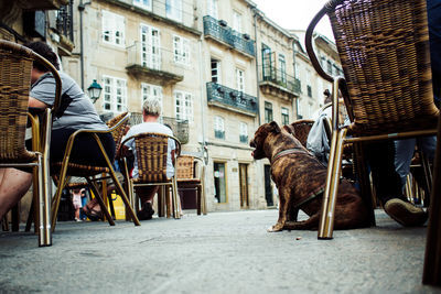 Dog sitting by chair at sidewalk cafe in city