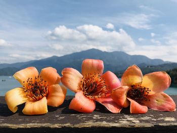 Close-up of orange fruits on plant against sky