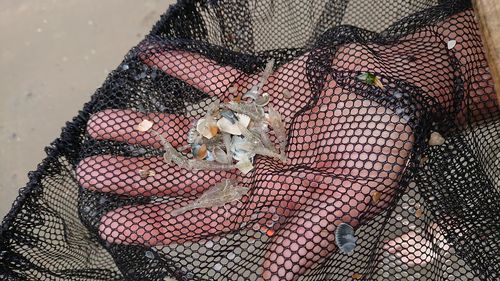 High angle view of shrimps in fishing net