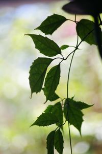 Close-up of green leaves on plant