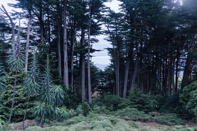 Trees in forest