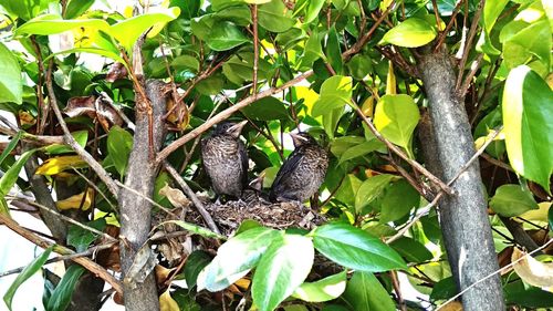 Close-up of bird on tree