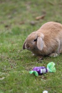High angle view of rabbit and toffee on grass