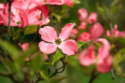 Close-up of pink flowers