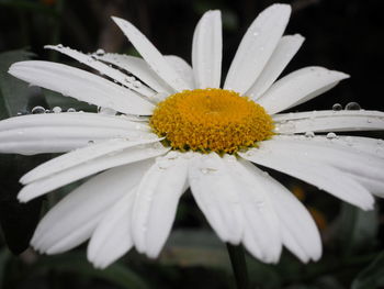 Close-up of wet white flower