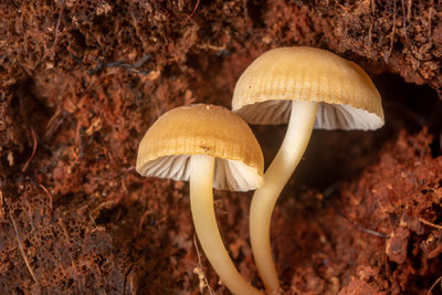 Close-up of mushrooms growing on tree trunk